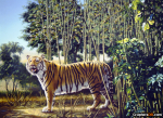 The Hidden Tiger Illusion